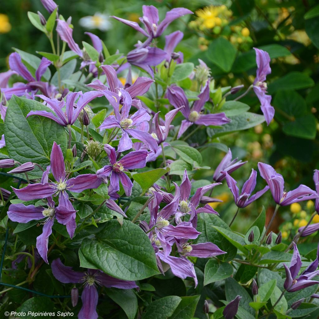 Clématite Saphyra Estrella - Clématite à grandes fleurs.