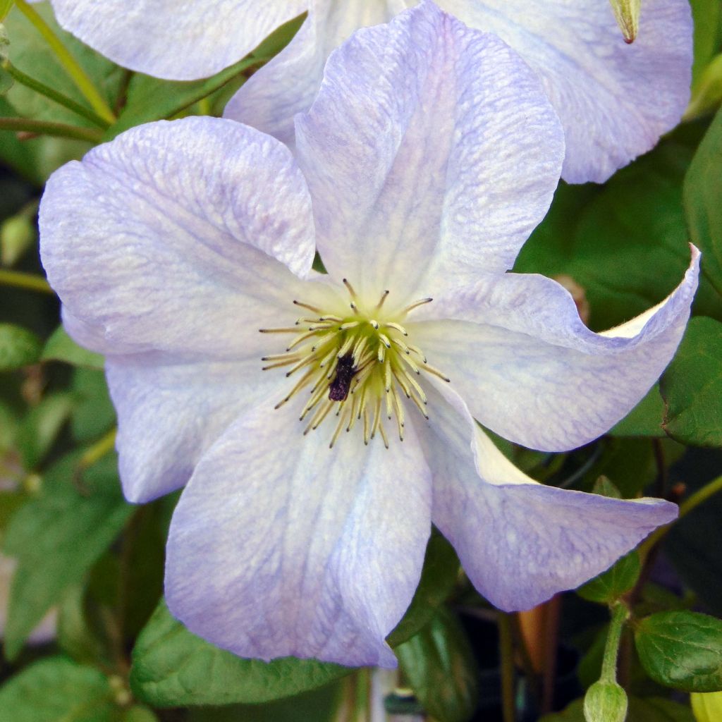 Clematite Sea Breeze - Clématite à grandes fleurs