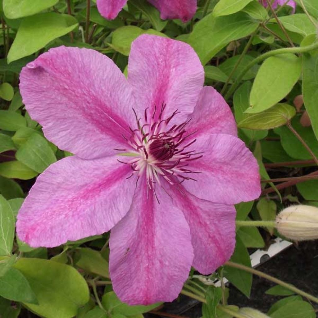 Clématite - Clematis SUCCESS® Candy Trav415