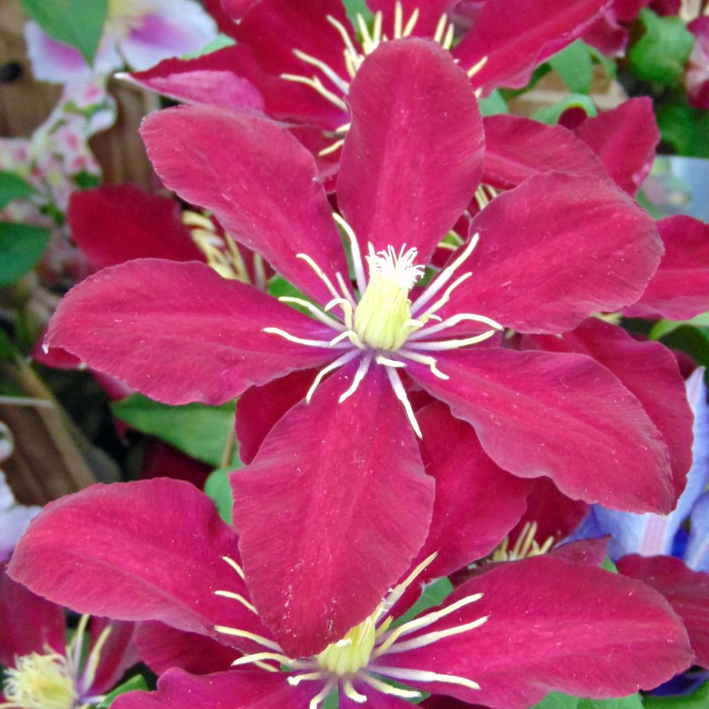 Clématite à grandes fleurs Niobe