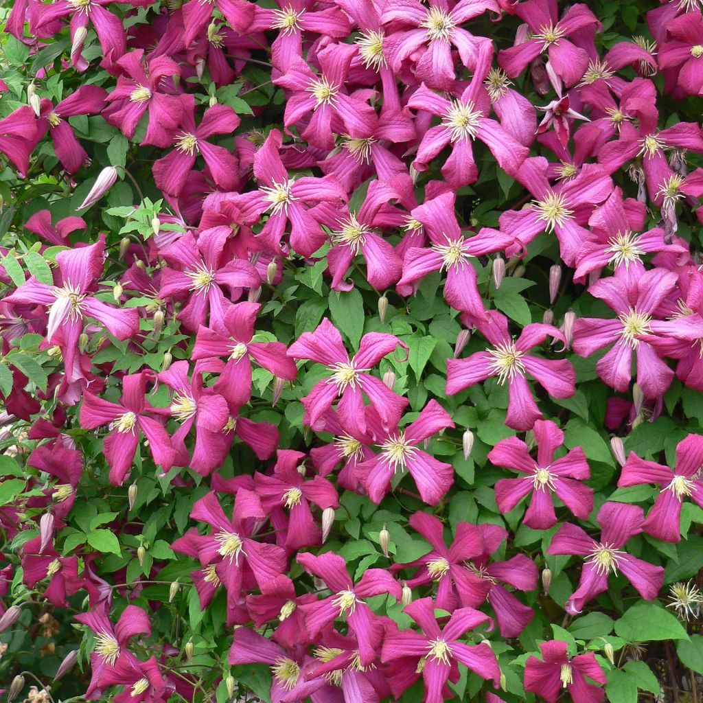 Clématite à grandes fleurs Niobe