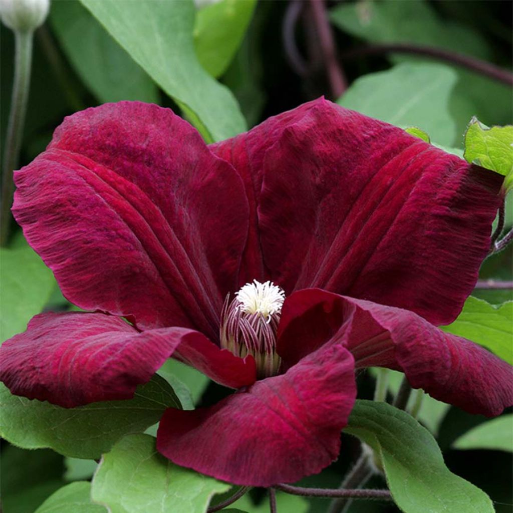 Clématite à grandes fleurs Rouge Cardinal