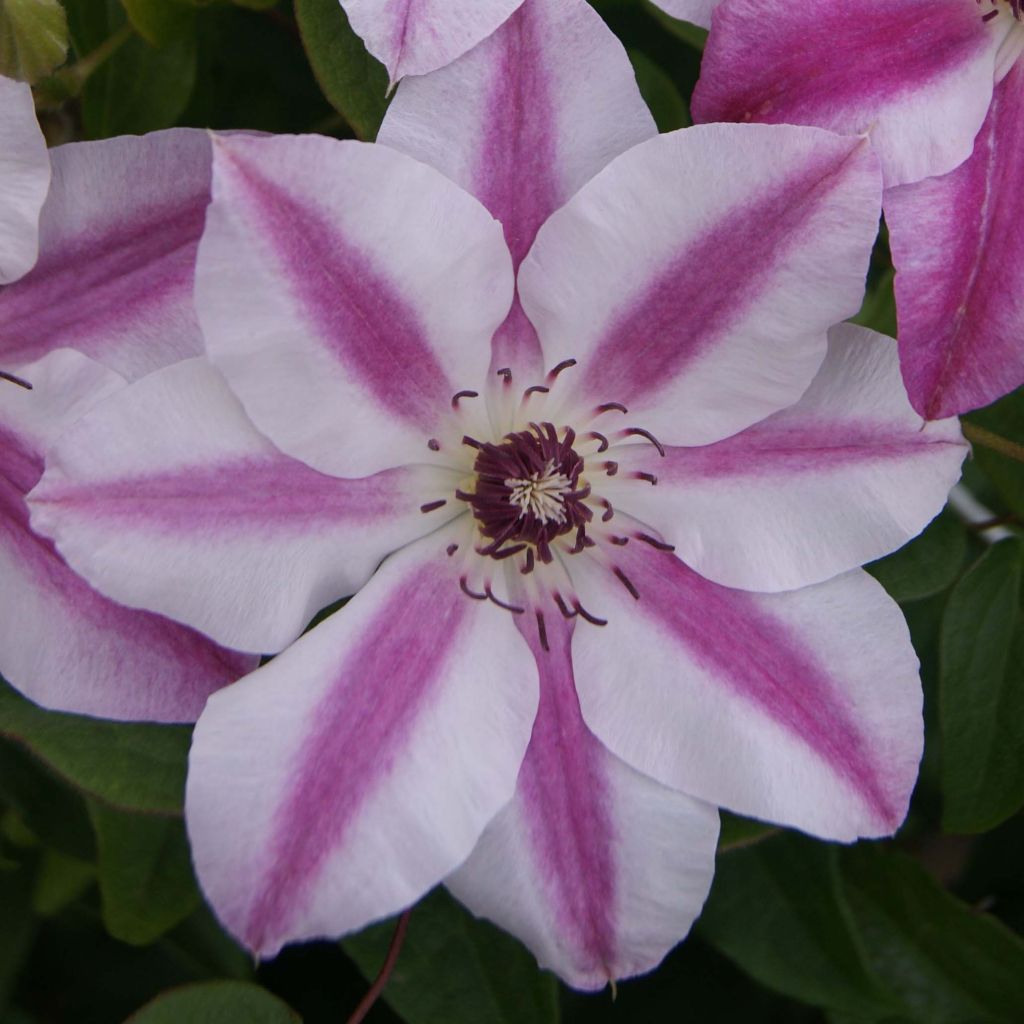 Clématite - Clematis Souvenir du Capitaine Thuilleaux