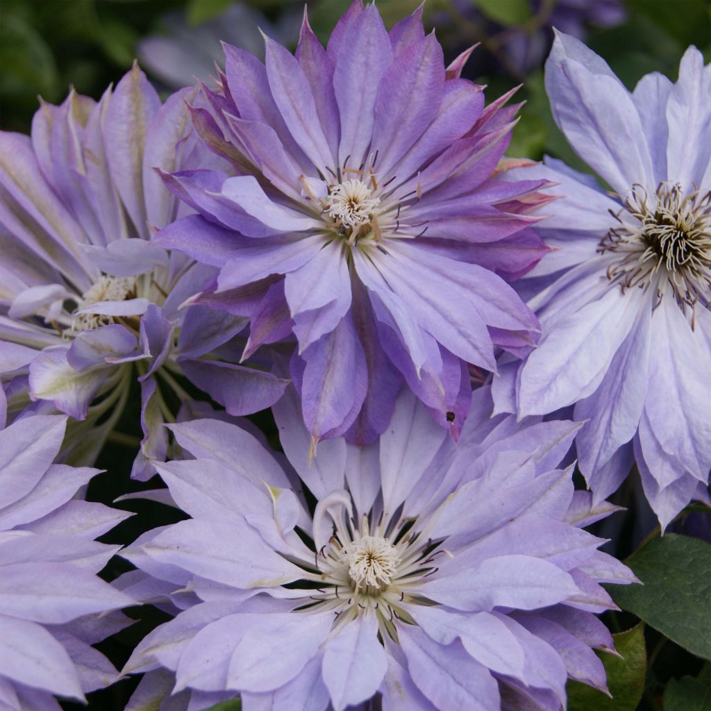 Clématite à grandes fleurs Teshio