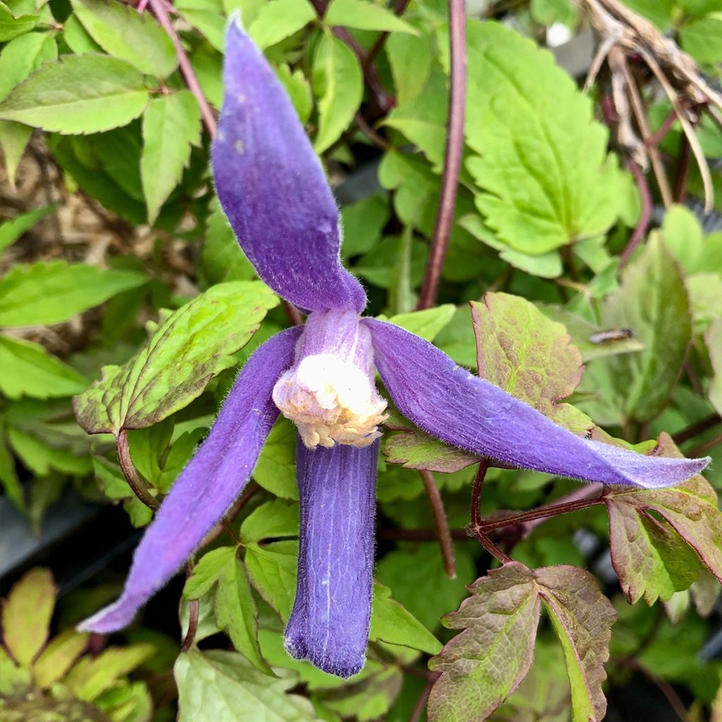 Clématite alpina Blue Dancer