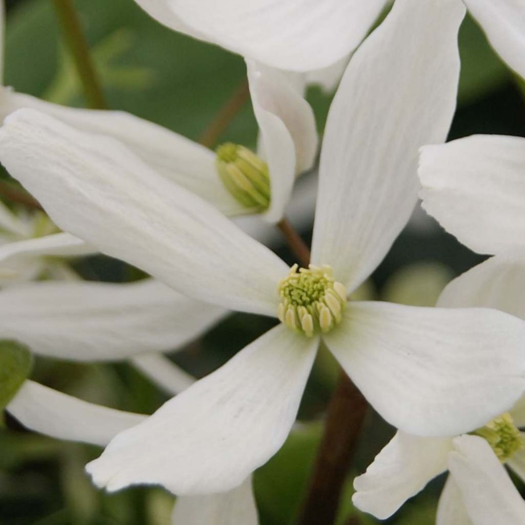 Clématite armandii Snowdrift