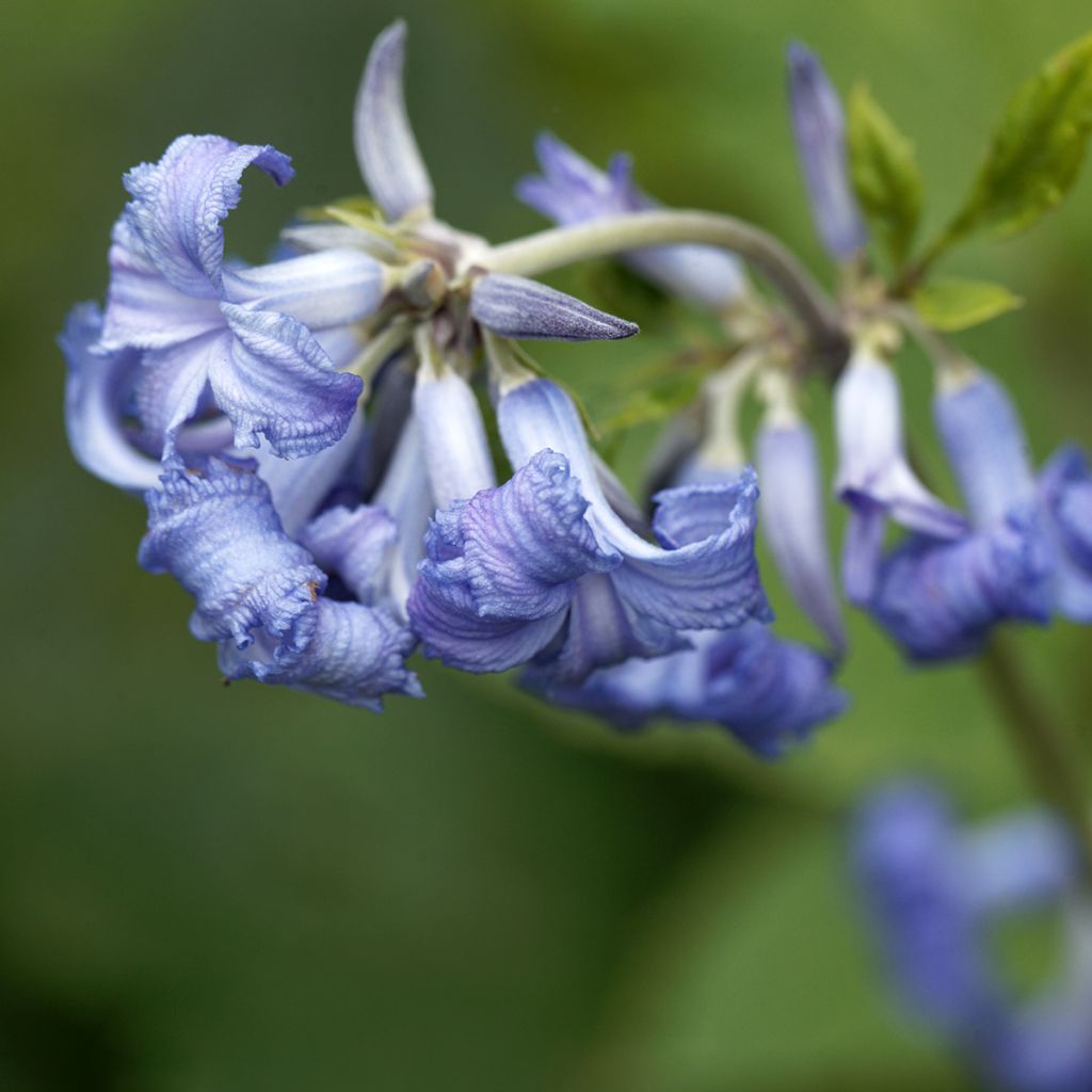 Clématite herbacée - Clematis heracleifolia