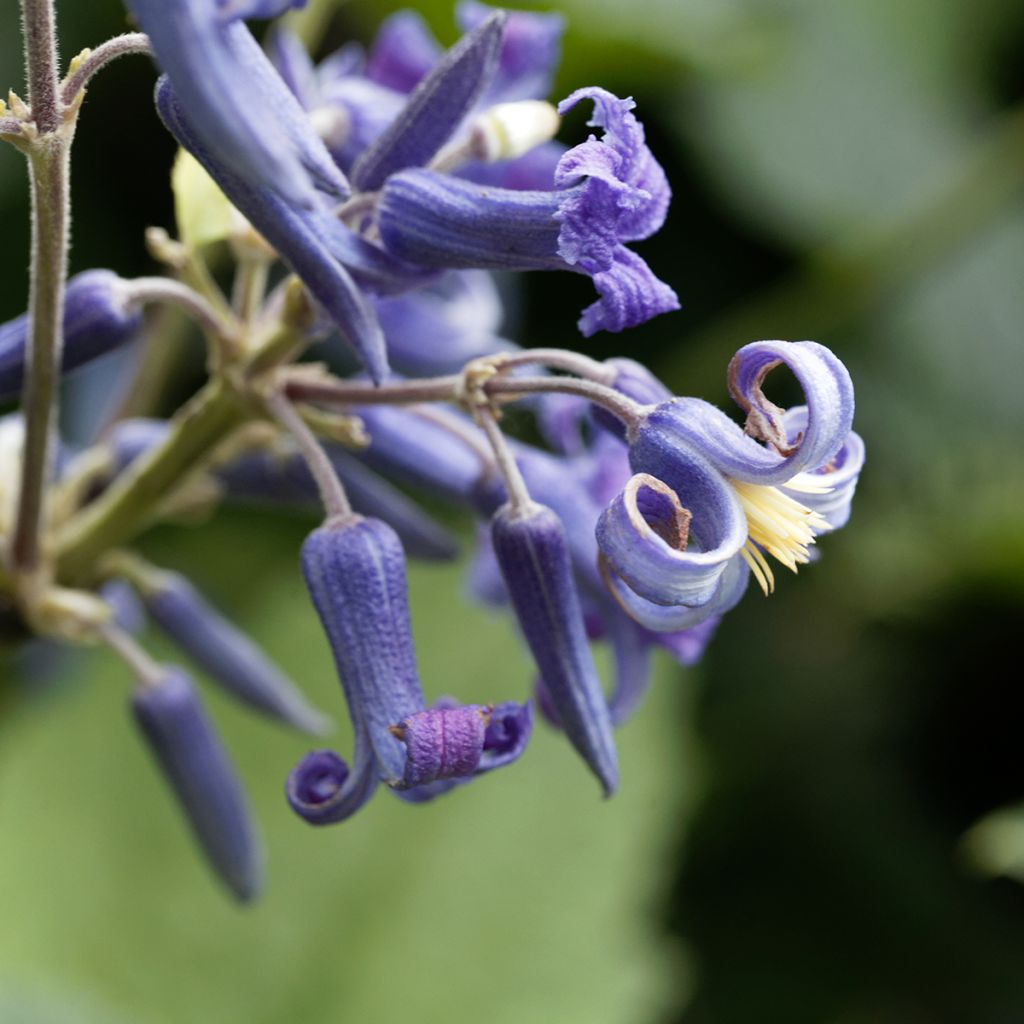 Clématite herbacée - Clematis heracleifolia