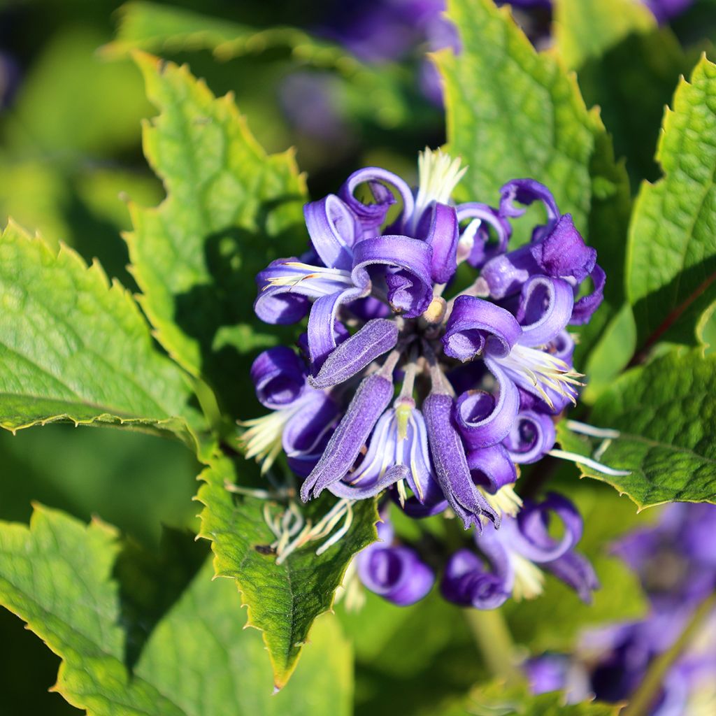 Clématite herbacée - Clematis heracleifolia