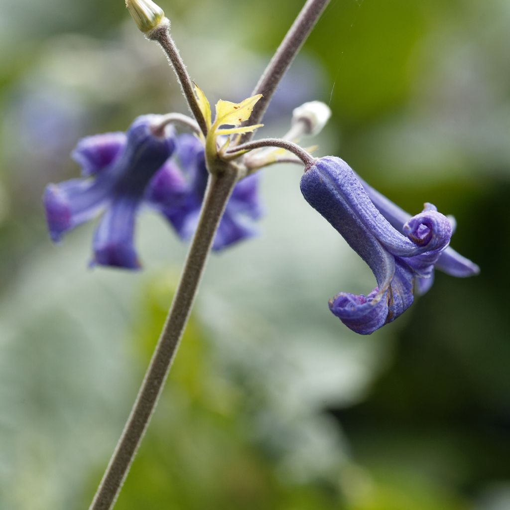 Clématite herbacée - Clematis heracleifolia