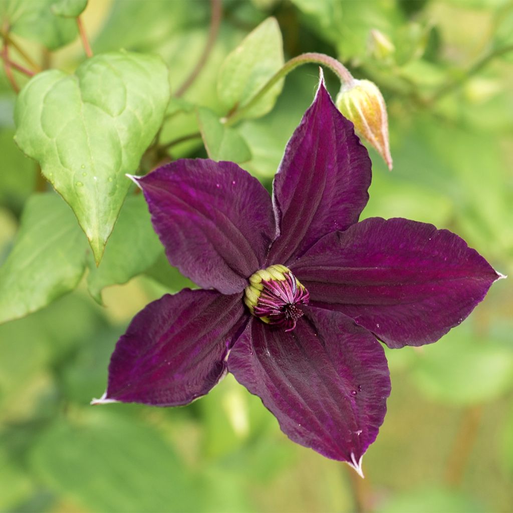 Clématite italienne - Clematis viticella Happy Birthday