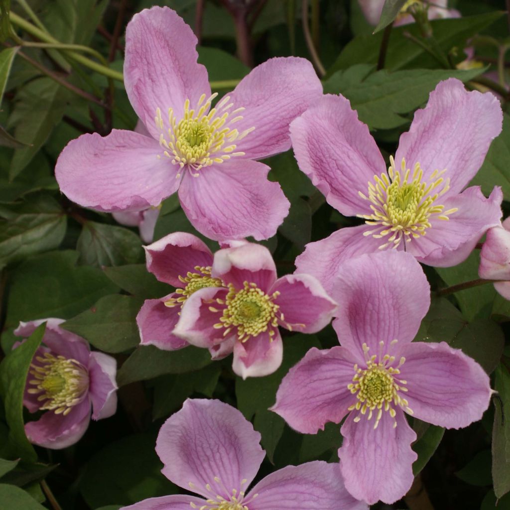 Clématite montana Tetrarose