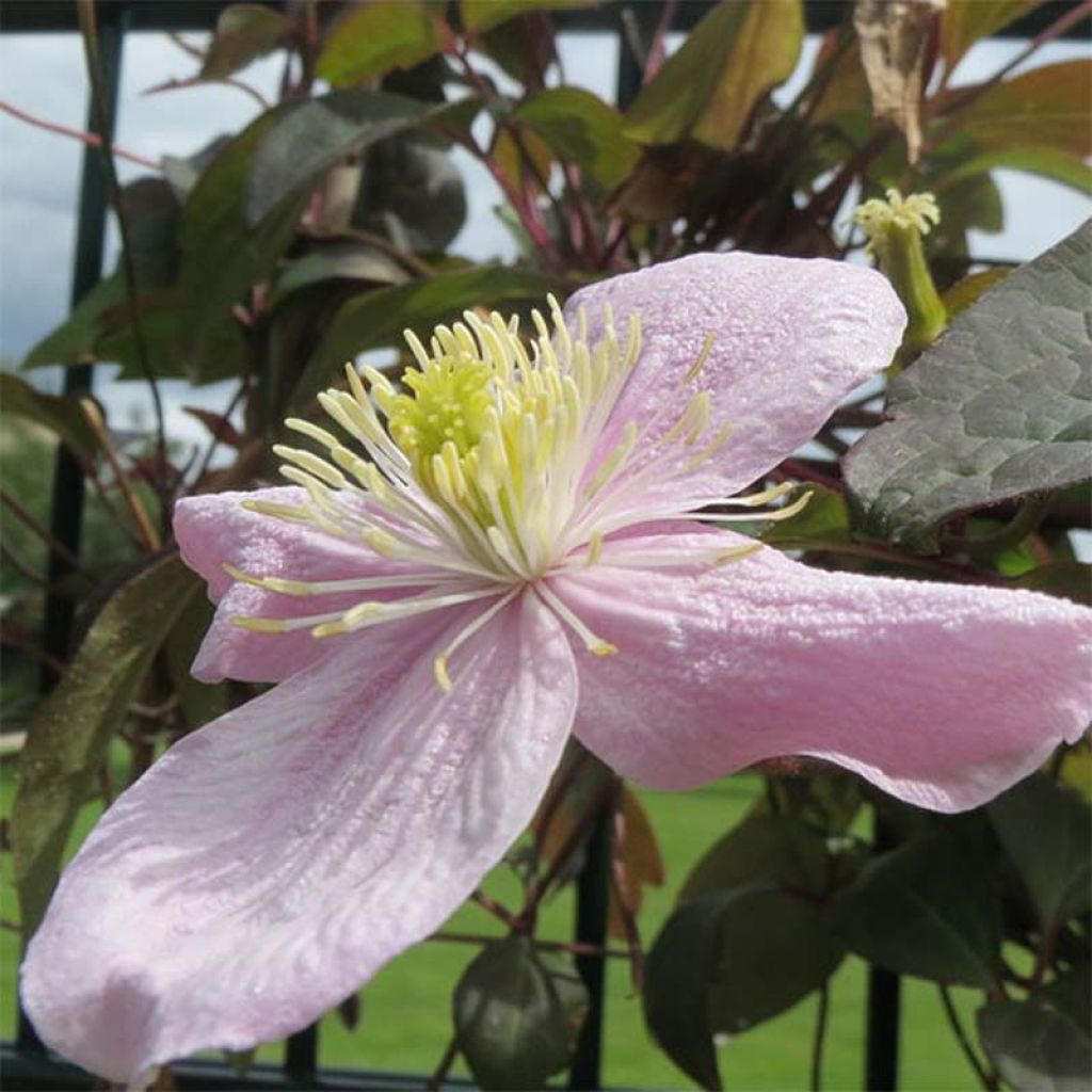 Clématite montana Tetrarose