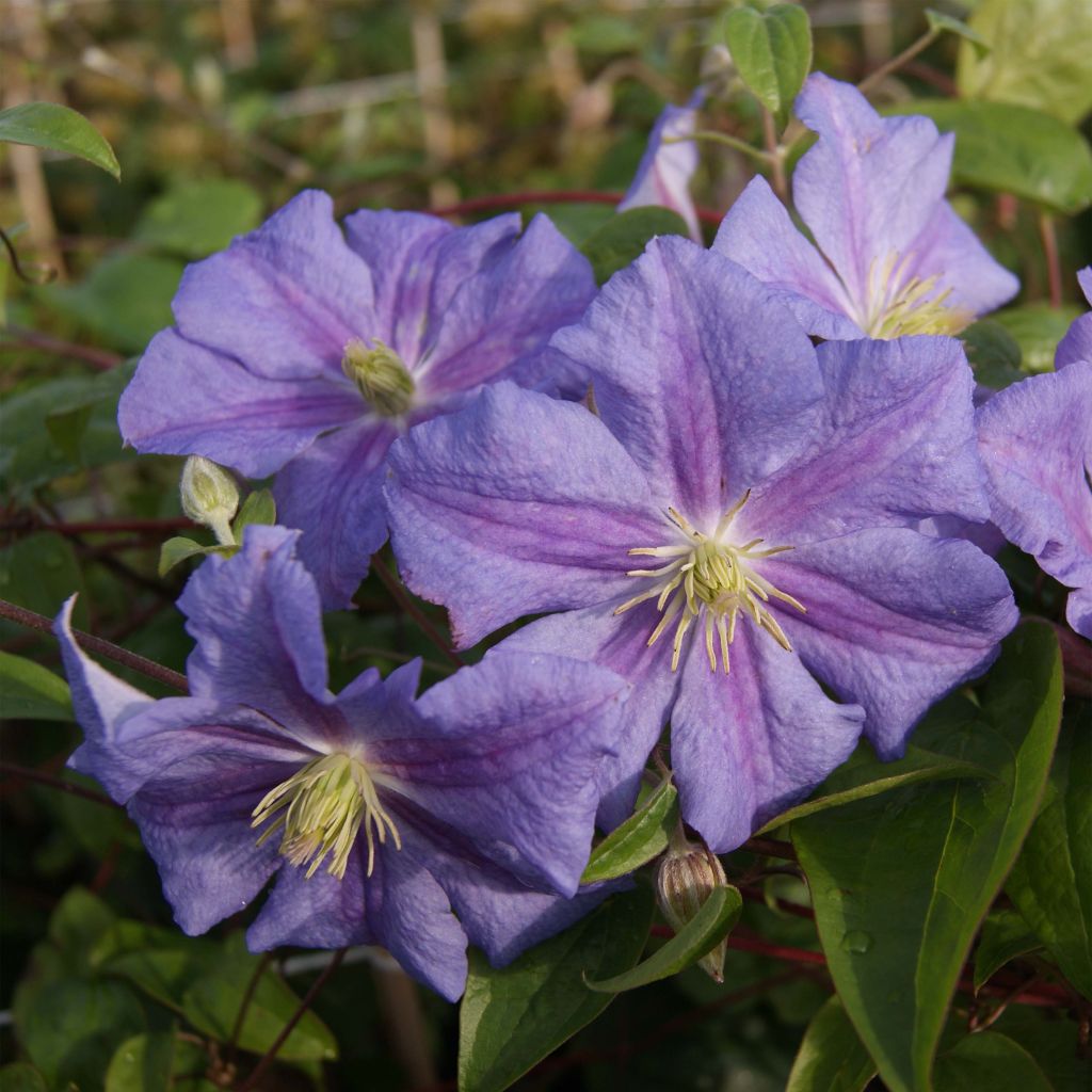 Clématite viticella Perle d'Azur