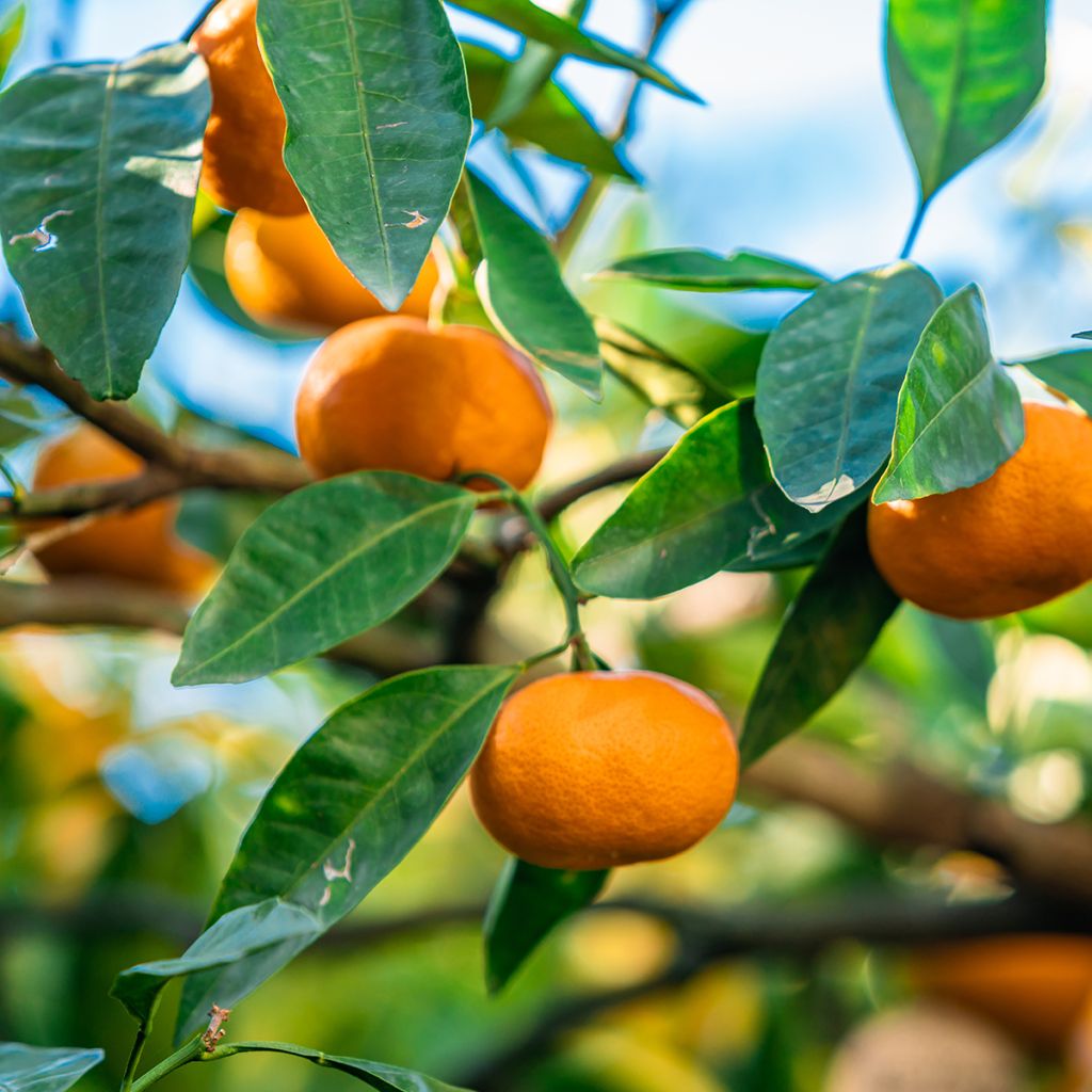 Clémentinier - Citrus clementina