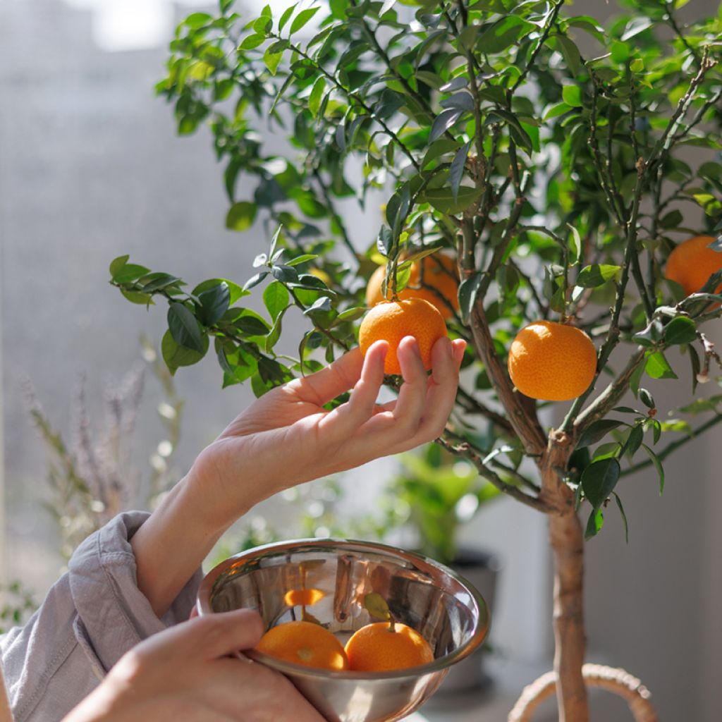 Clémentinier - Citrus clementina