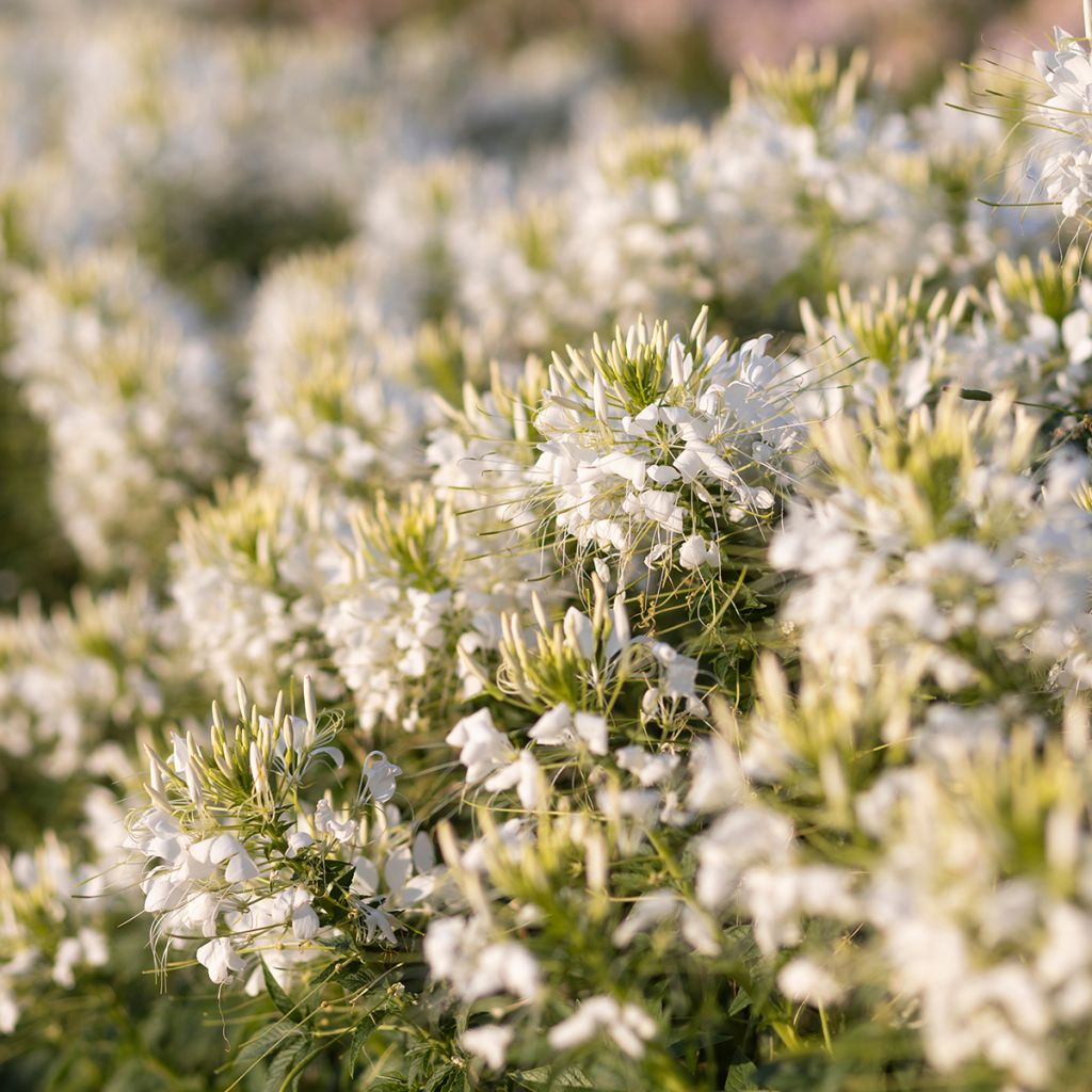 Cleome spinosa Sparkler 2.0 White