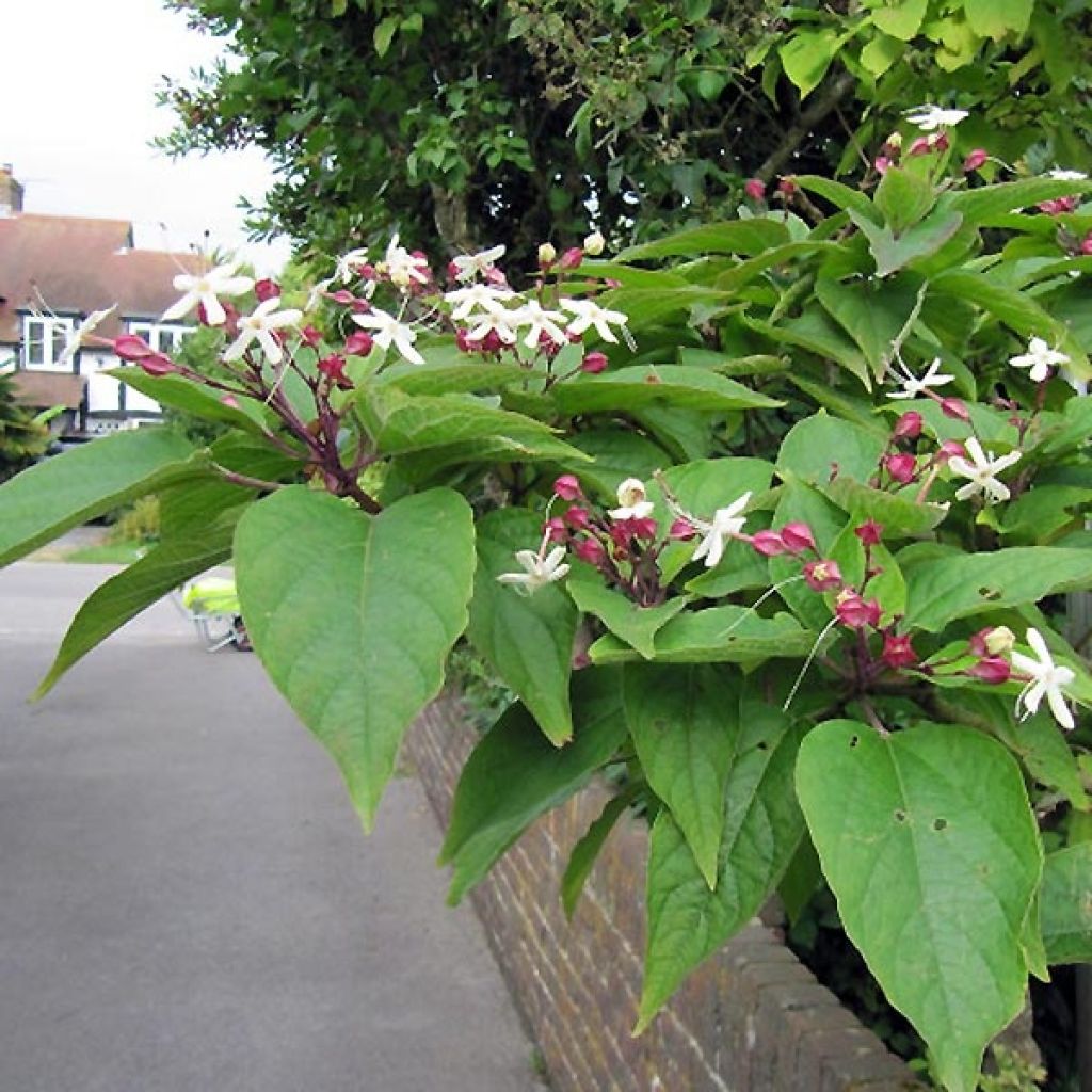 Arbre du clergé Fargesii - Clerodendrum trichotomum Fargesii