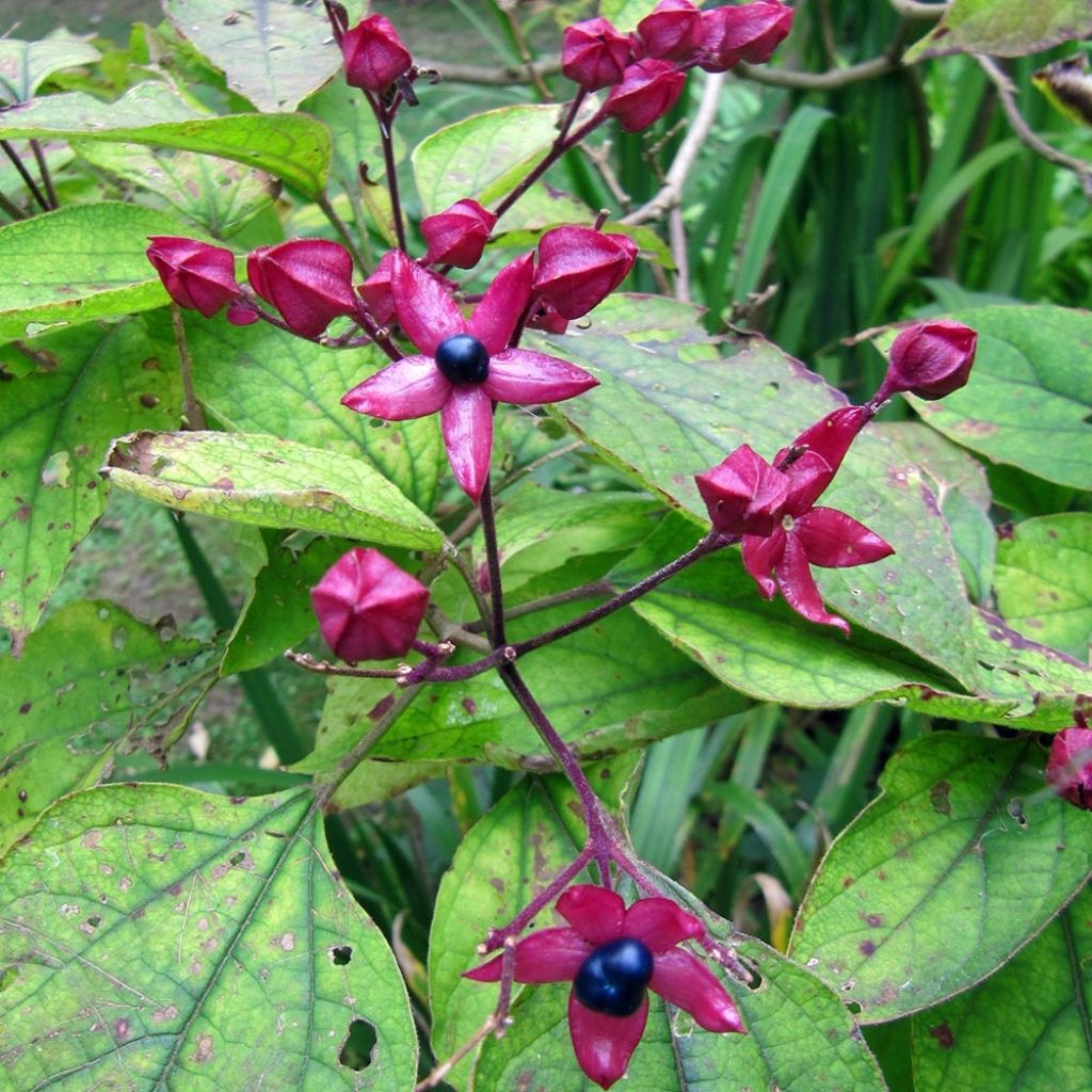 Arbre du clergé Fargesii - Clerodendrum trichotomum Fargesii