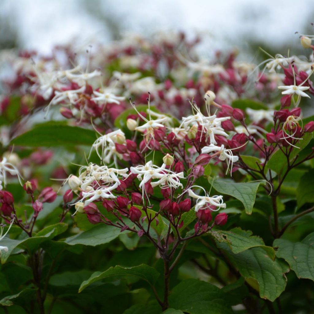 Clerodendrum trichotomum Purple Blaze - Arbre du clergé