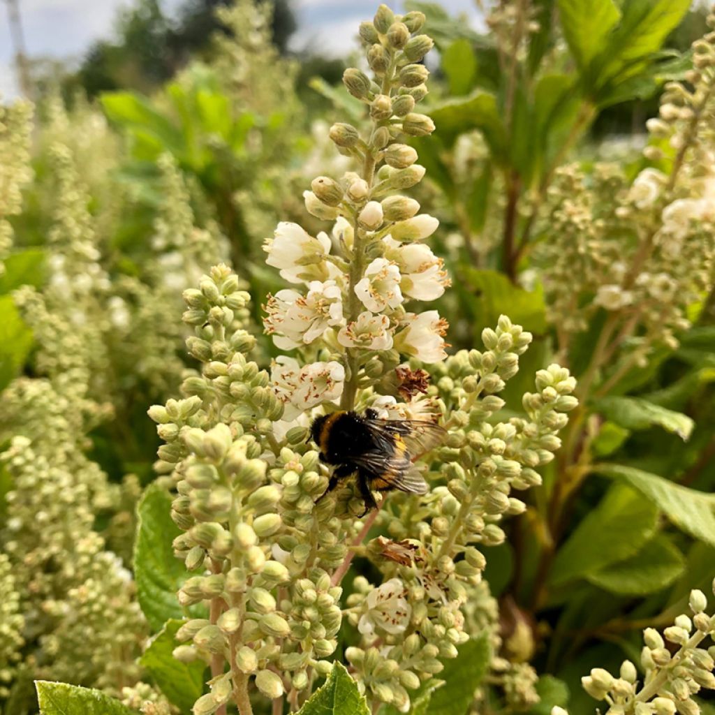 Clethra alnifolia Anne Bidwell