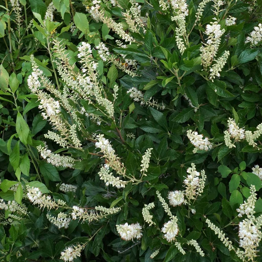 Clethra alnifolia Hummingbird - Clèthre à feuilles d'Aulne