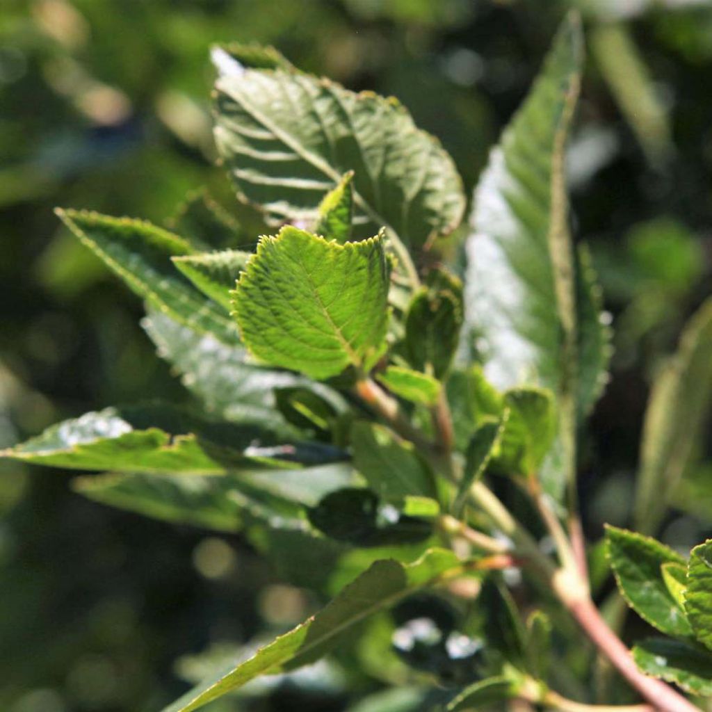 Clethra alnifolia Vanilla Spice - Clèthre à feuilles d'Aulne
