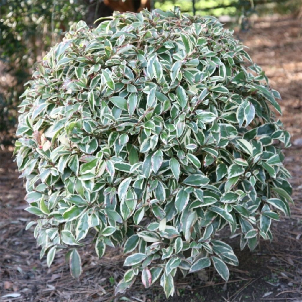Cleyera japonica Variegata (Tricolor, Fortunei)