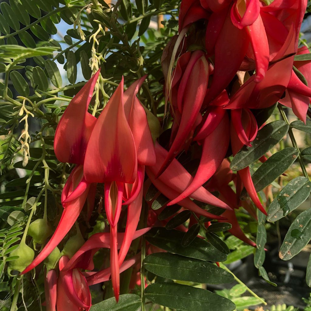 Clianthus puniceus Flamingo - Pince de Homard