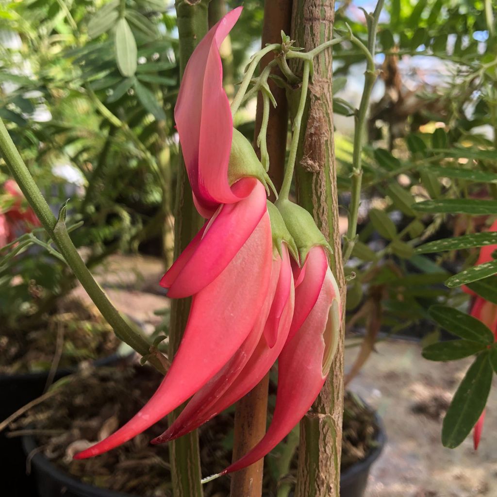 Clianthus puniceus Flamingo - Pince de Homard