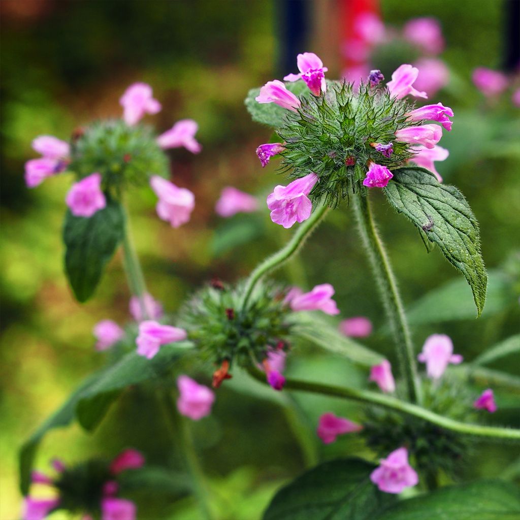 Clinopodium vulgare