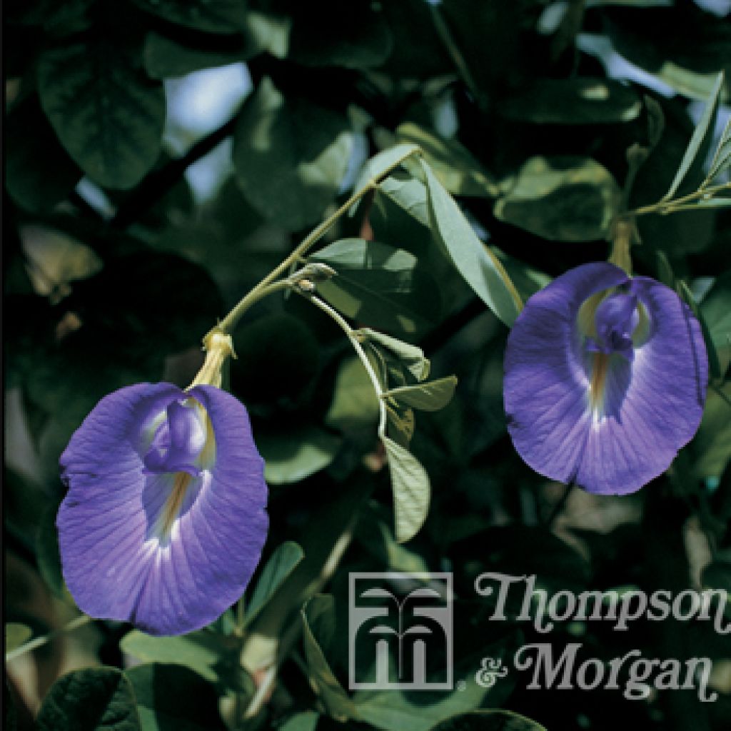 Graines de Pois bleu - Clitoria ternatea