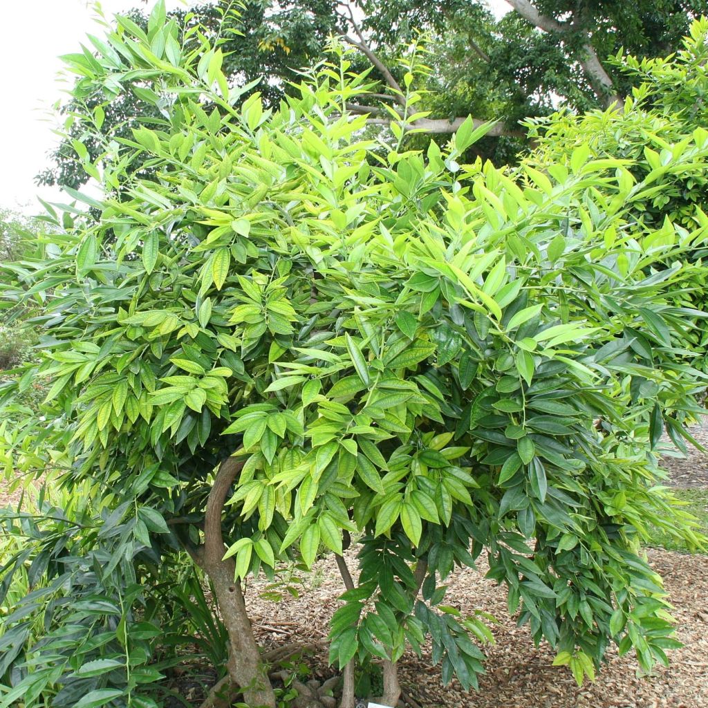 Cocculus laurifolius - Cocculus à feuilles de laurier