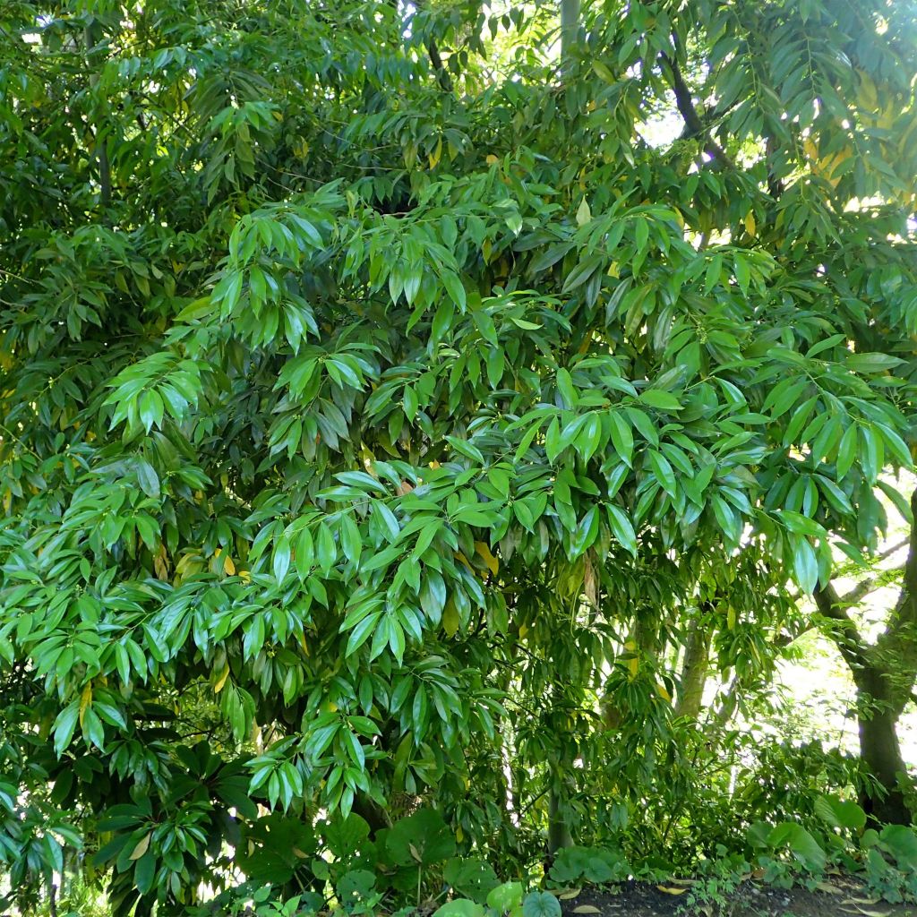 Cocculus laurifolius - Cocculus à feuilles de laurier