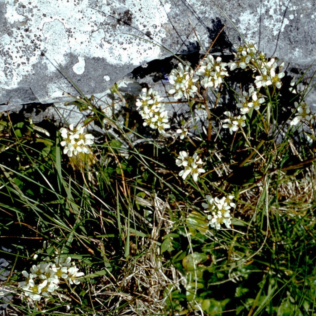 Cochléaire officinale Bio - Ferme de Sainte Marthe