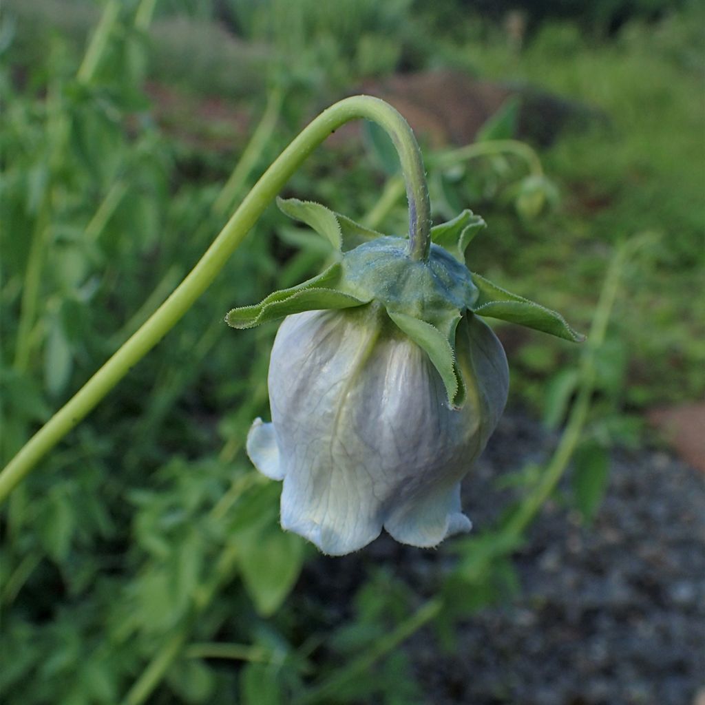 Codonopsis ovata