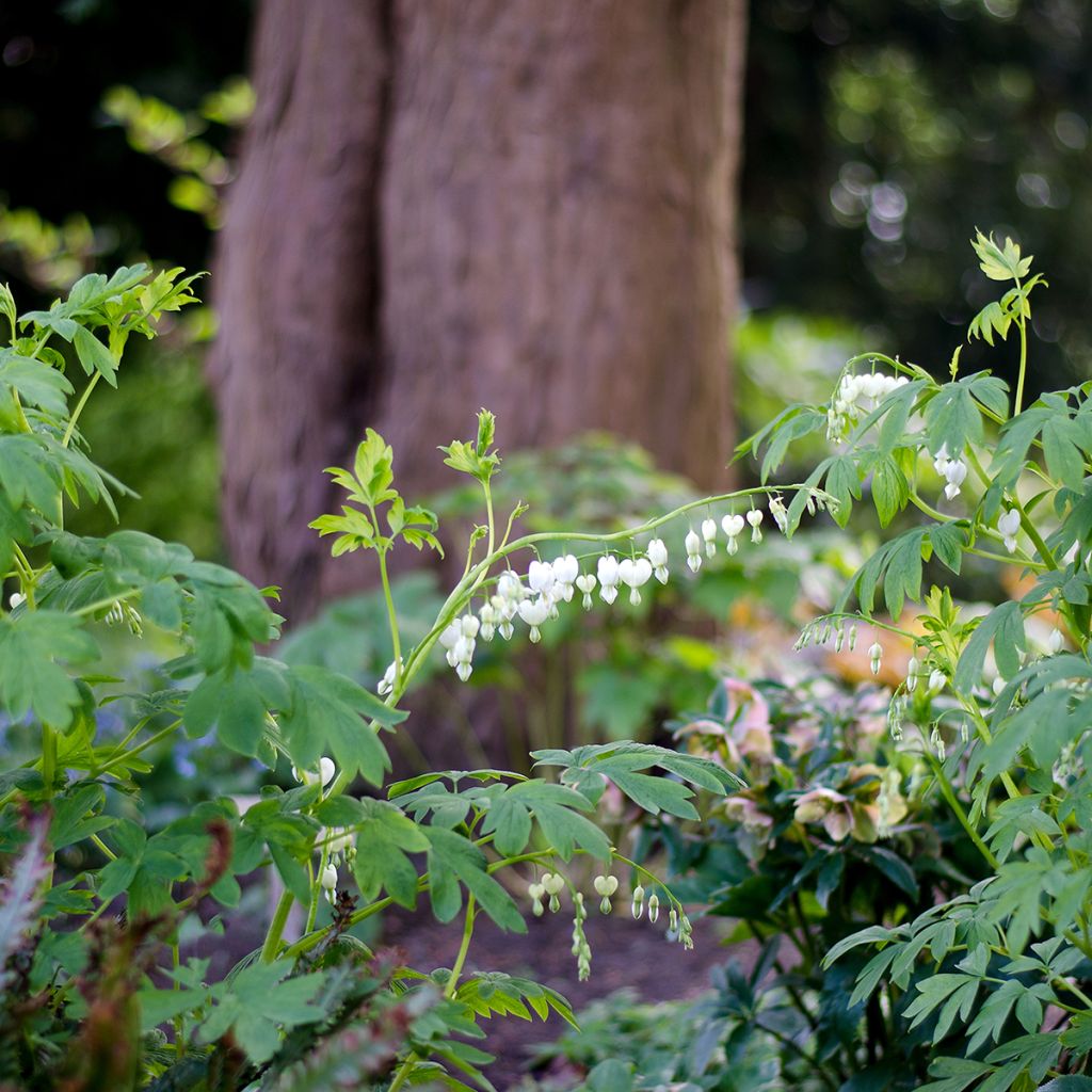 Coeur de Marie Blanc - Dicentra spectabilis Alba