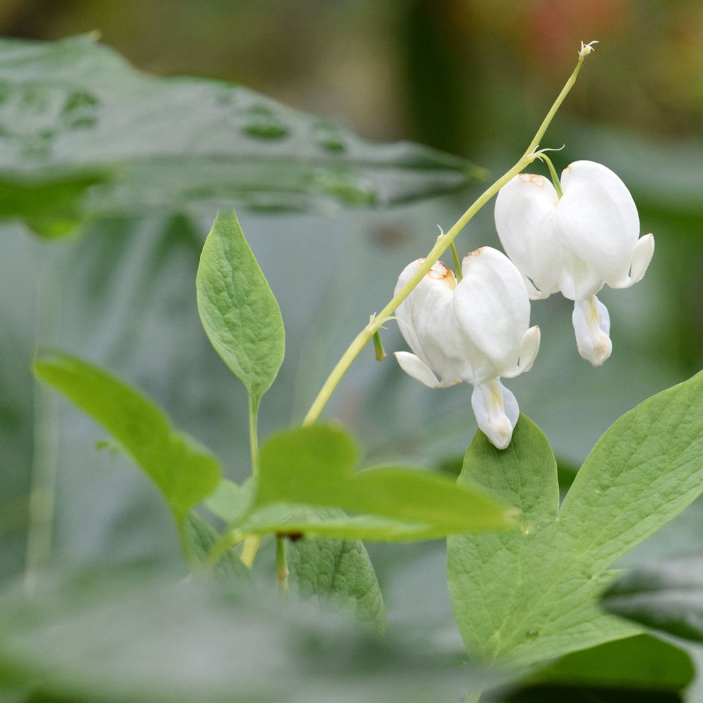 Coeur de Marie Blanc - Dicentra spectabilis Alba