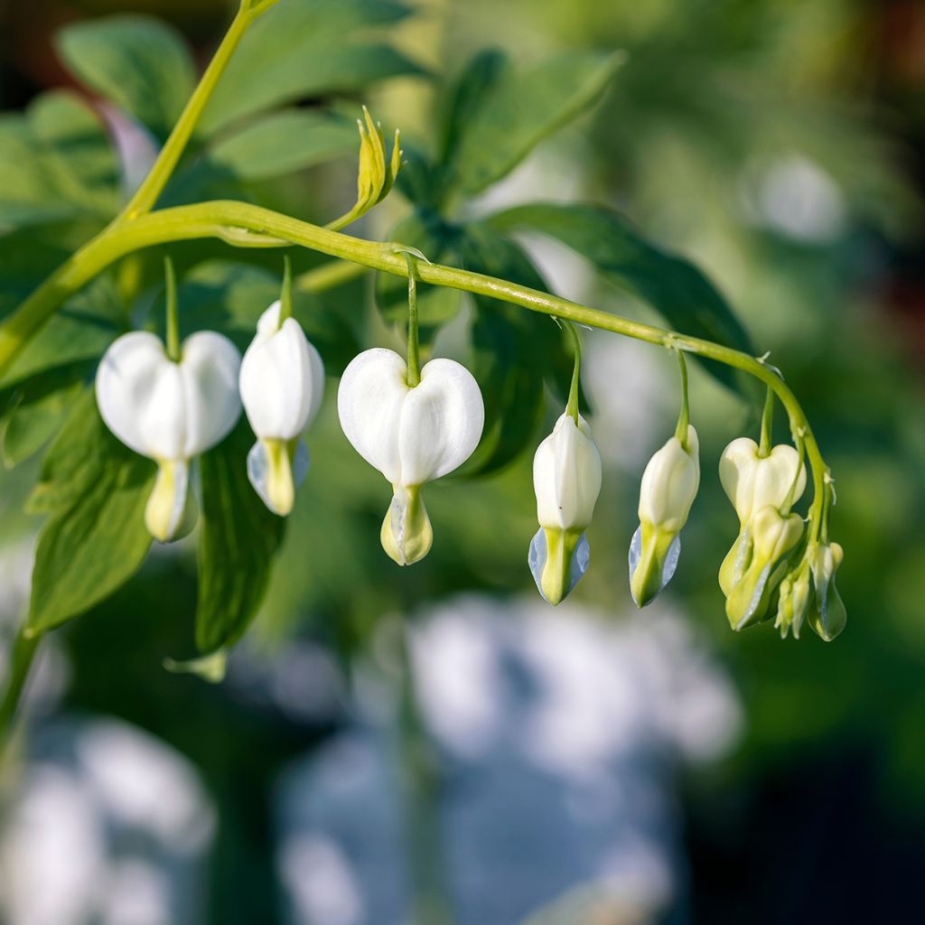 Coeur de Marie Blanc - Dicentra spectabilis Alba