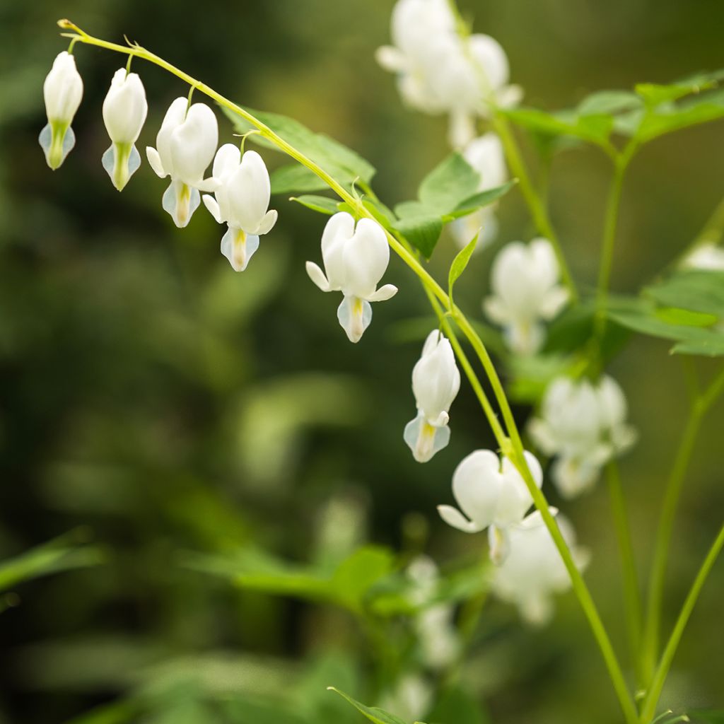 Coeur de Marie Blanc - Dicentra spectabilis Alba