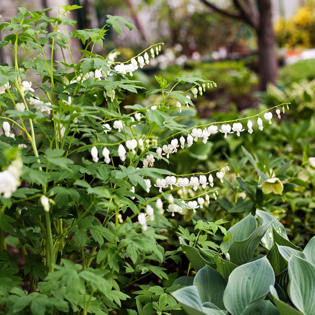 Coeur de Marie Blanc - Dicentra spectabilis Alba