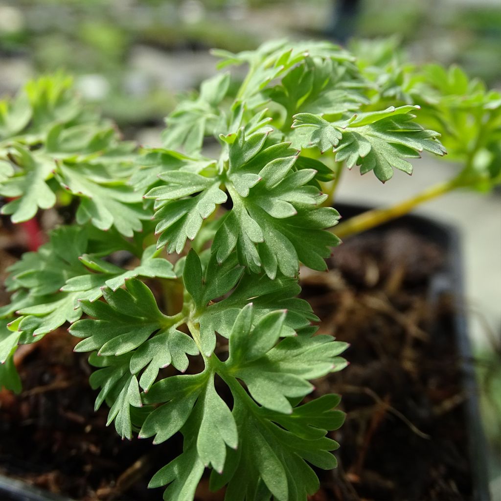 Coeur de Marie - Dicentra King of Hearts