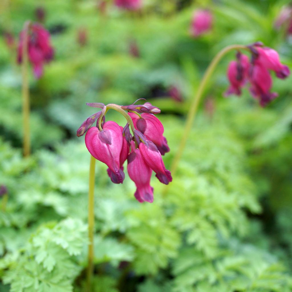 Coeur de Marie - Dicentra King of Hearts