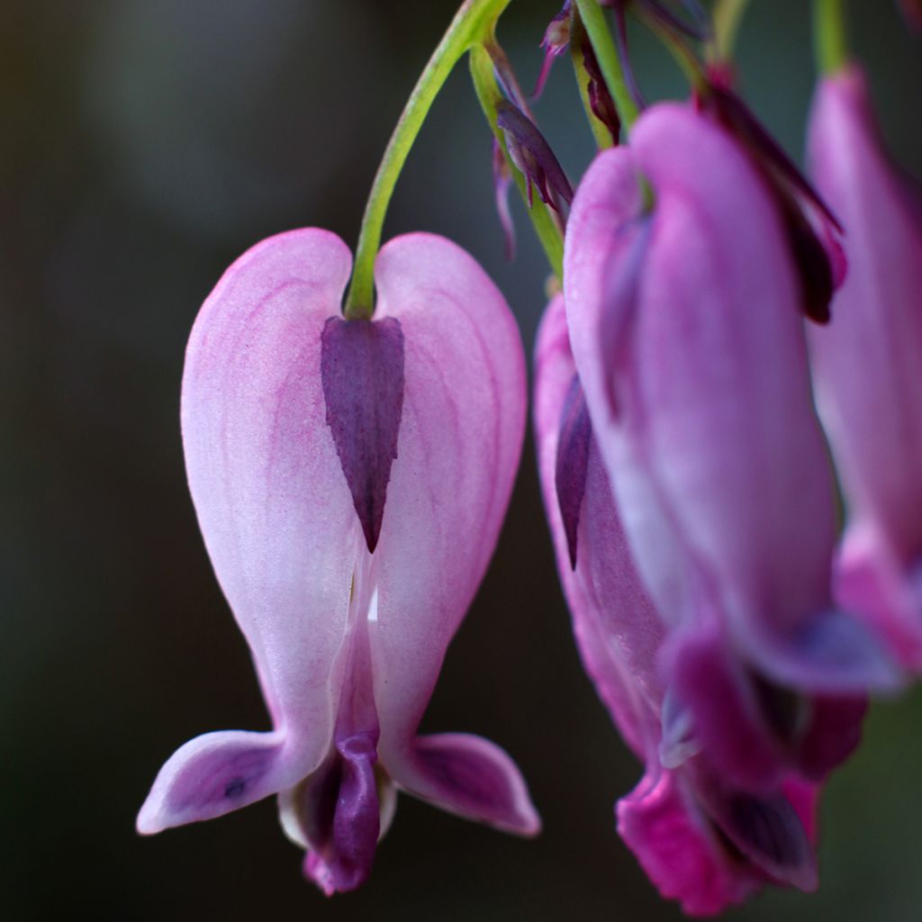 Coeur de Marie - Dicentra King of Hearts