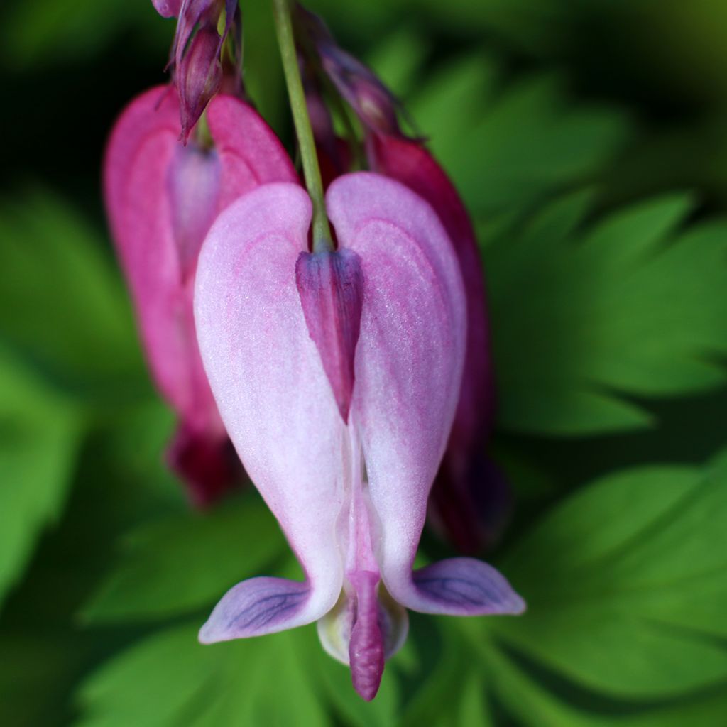 Coeur de Marie - Dicentra King of Hearts