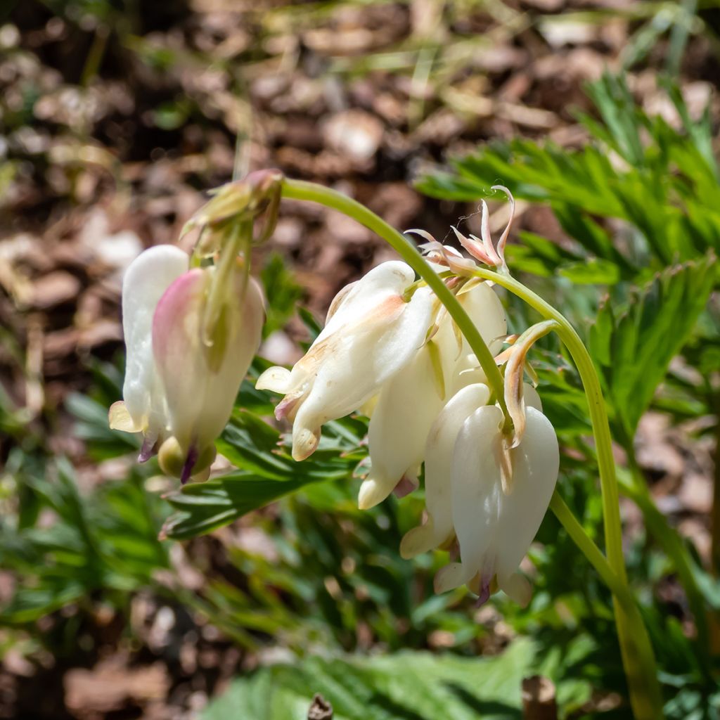 Coeur de Marie - Dicentra formosa Aurora