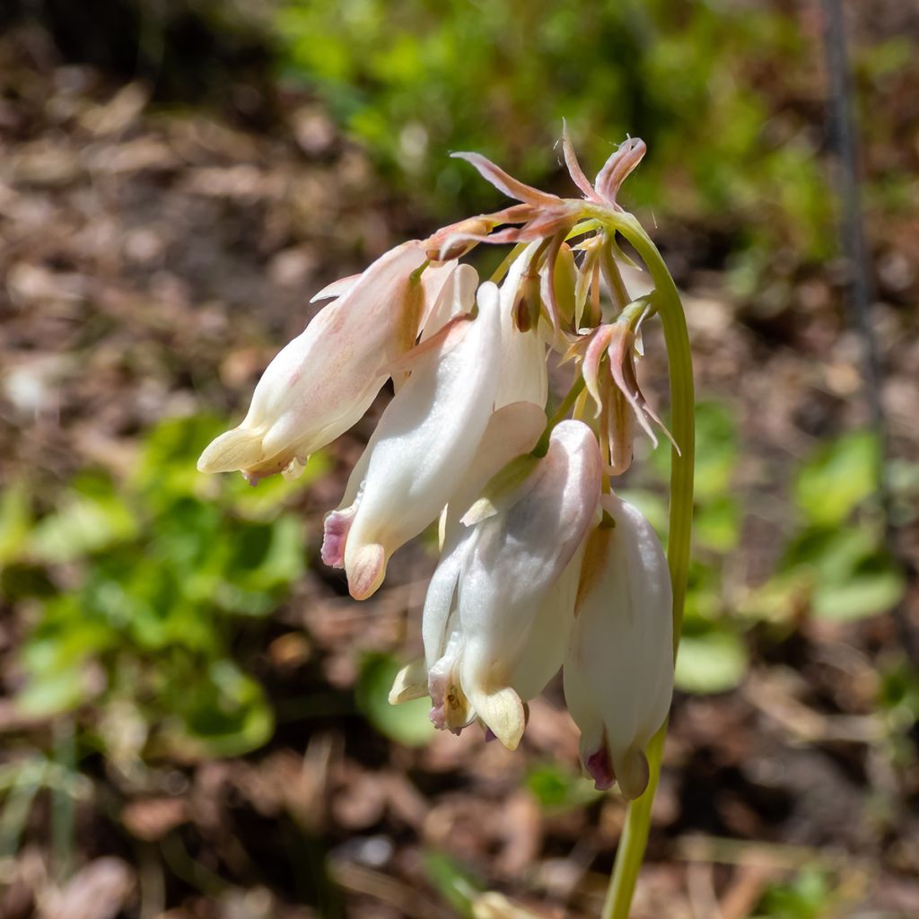 Coeur de Marie - Dicentra formosa Aurora