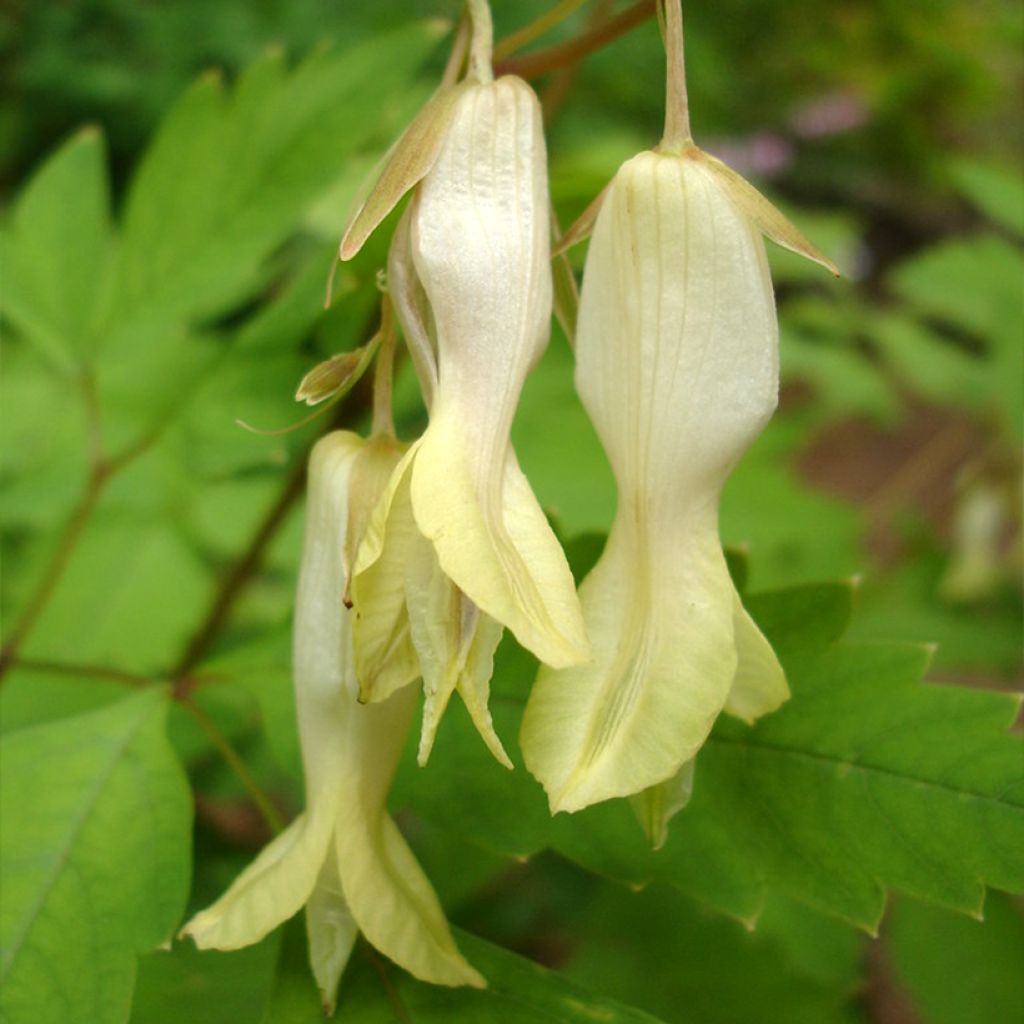 Coeur de Marie, Dicentra macrantha