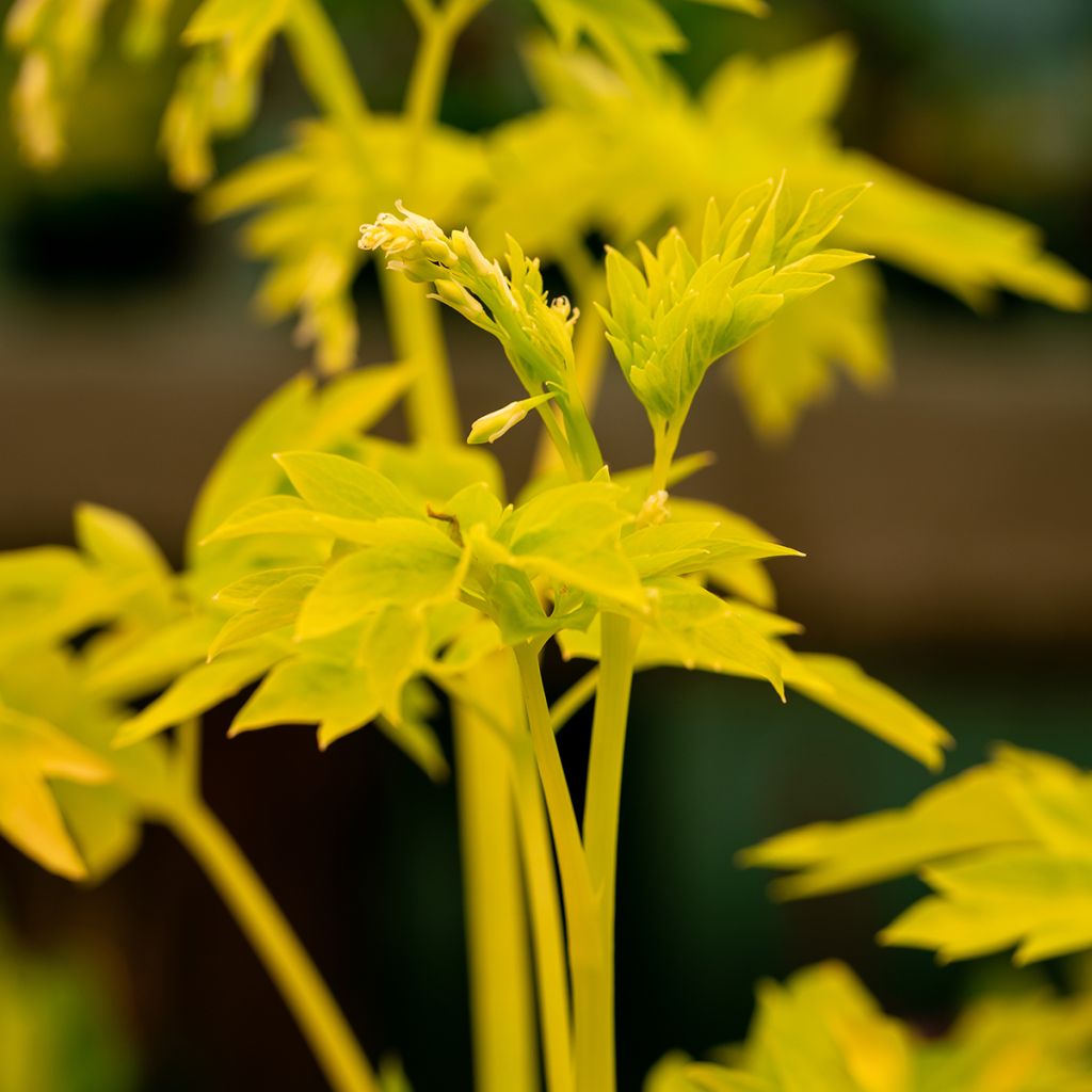 Coeur de Marie - Dicentra spectabilis White Gold