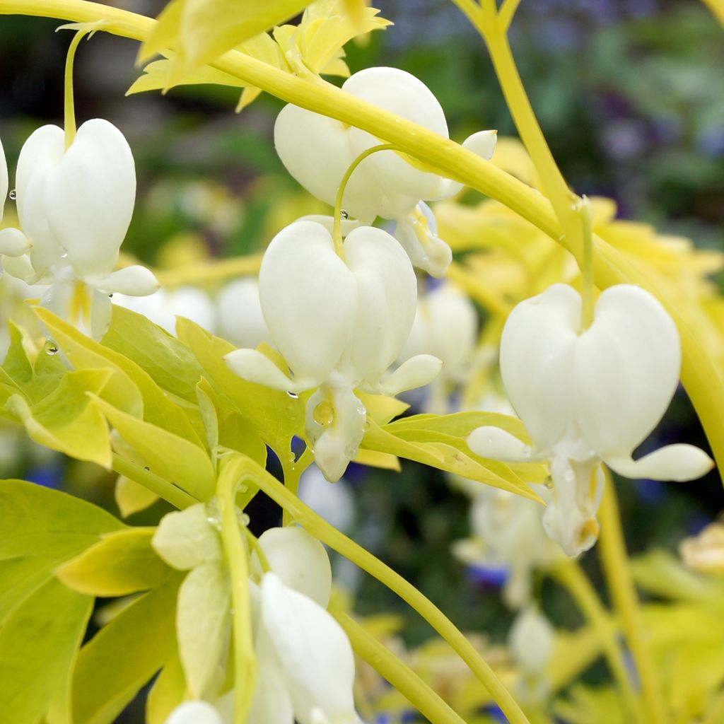 Coeur de Marie - Dicentra spectabilis White Gold